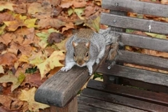 Sciurus carolinensis