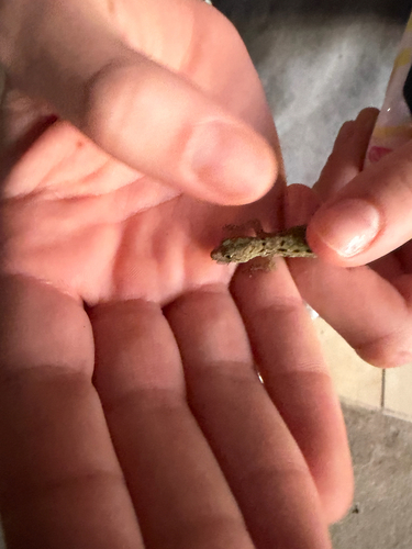 Yellow-headed Gecko