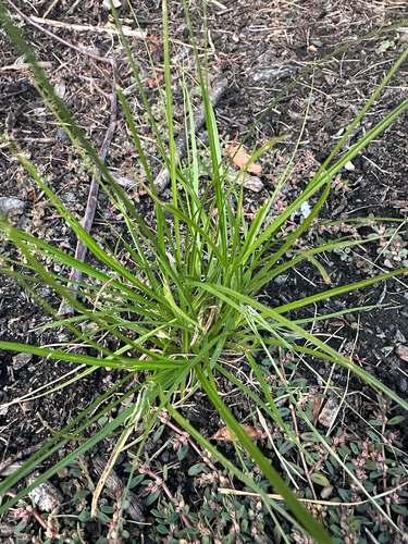 Carex athrostachya observed 2026-08-04