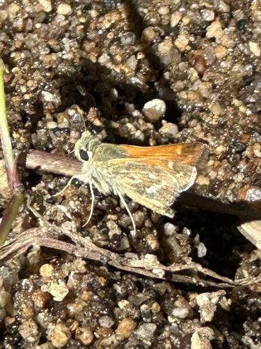 iNaturalist observation photo of Branded Skippers