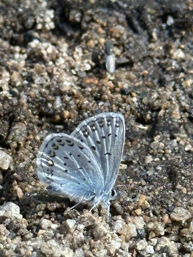 iNaturalist observation photo of Anna's Blue