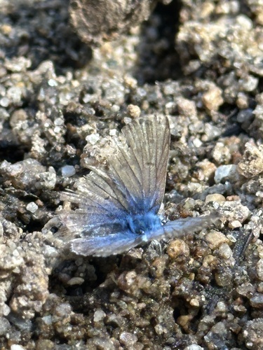 iNaturalist observation photo of Typical Blues