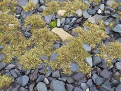 Deschampsia antarctica
