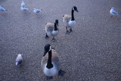 Branta canadensis