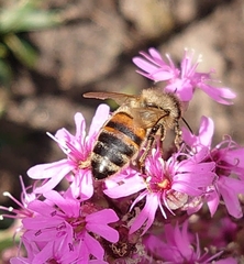 Apis mellifera