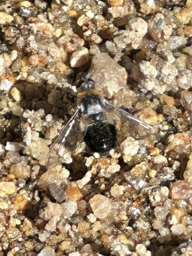 iNaturalist observation photo of Bee Flies