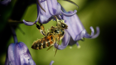 Apis mellifera