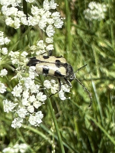 iNaturalist observation photo of Judolia instabilis