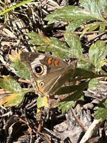 iNaturalist observation photo of Gray Buckeye