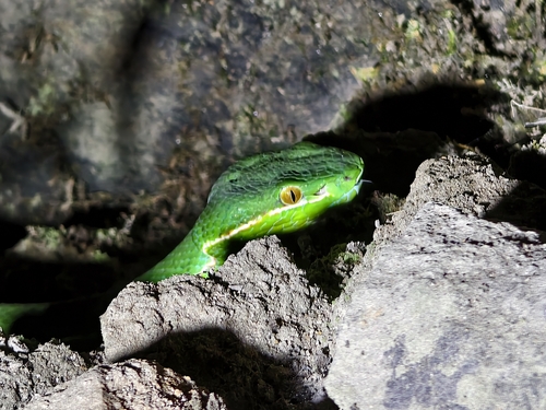 Huaxi Green Pitviper