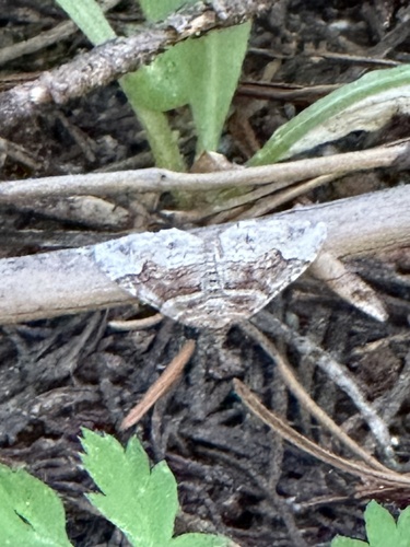 iNaturalist observation photo of Carpet Moths
