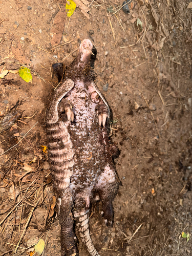 West Andean Long-nosed Armadillo