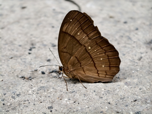 Faunis aerope