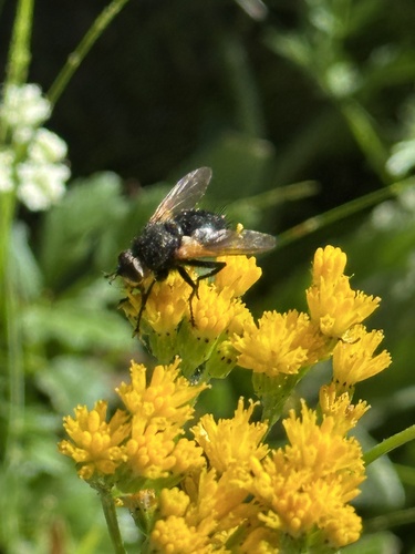 iNaturalist observation photo of Tachinid Flies