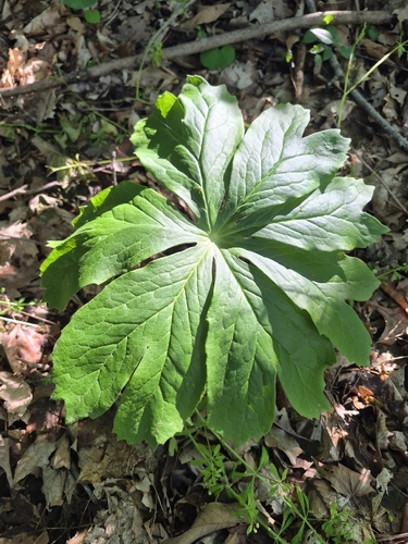 mayapple