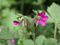 Geranium nepalense thunbergii