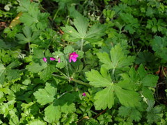 Geranium nepalense thunbergii