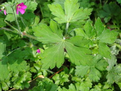 Geranium nepalense thunbergii