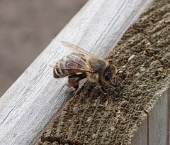 Apis mellifera