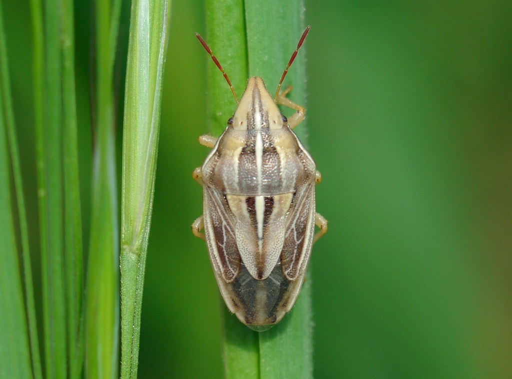 Aelia rostrata