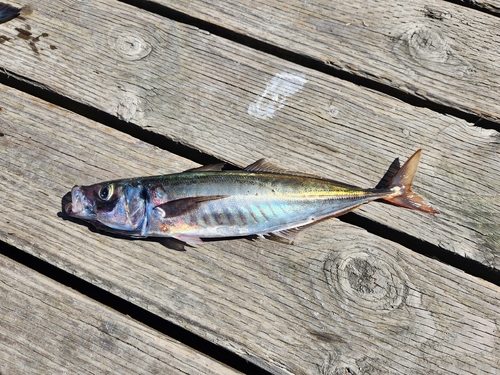 Jack mackerel (Trachurus symmetricus) — Carangidae — 3