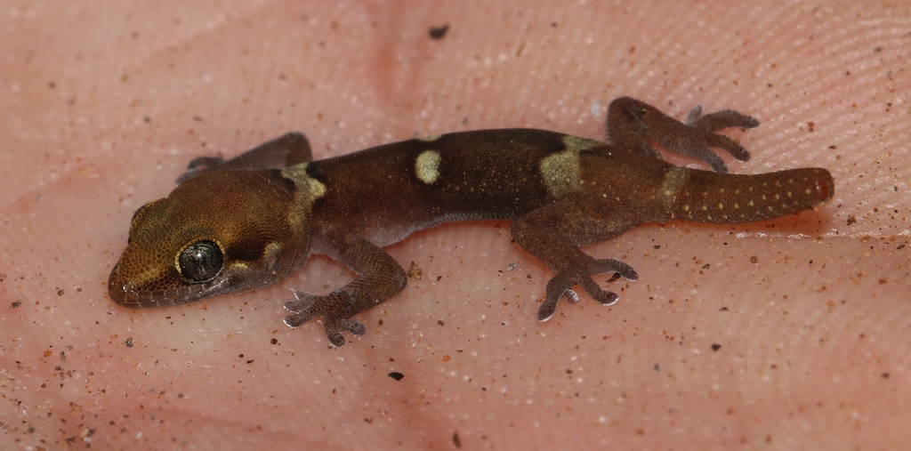 Purcell's Gecko