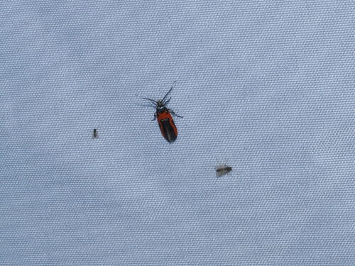 Kermes Scale Moth photo 5