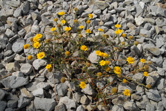 Asteroideae