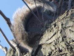 Sciurus carolinensis