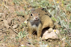 Spermophilus citellus