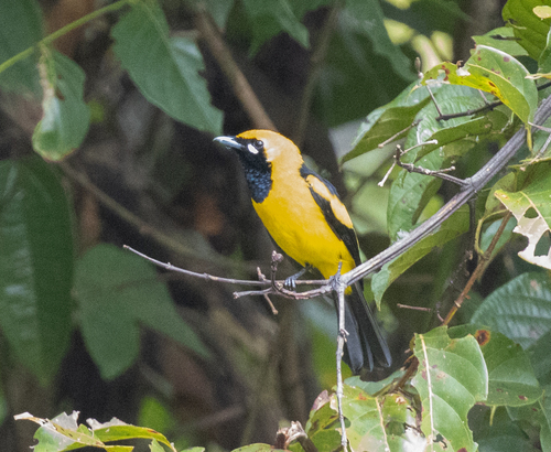 Golden Monarch (Carterornis chrysomela)