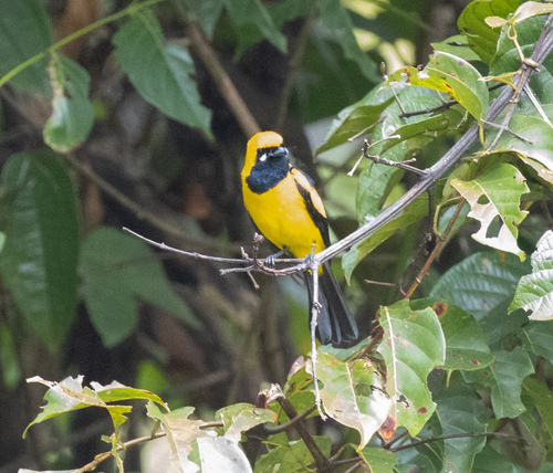 Golden Monarch (Carterornis chrysomela), photo 2