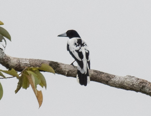 Hooded Butcherbird (Cracticus cassicus), photo 9