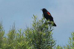 Agelaius phoeniceus