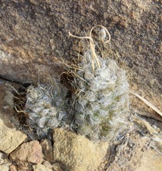 Anacampseros albidiflora