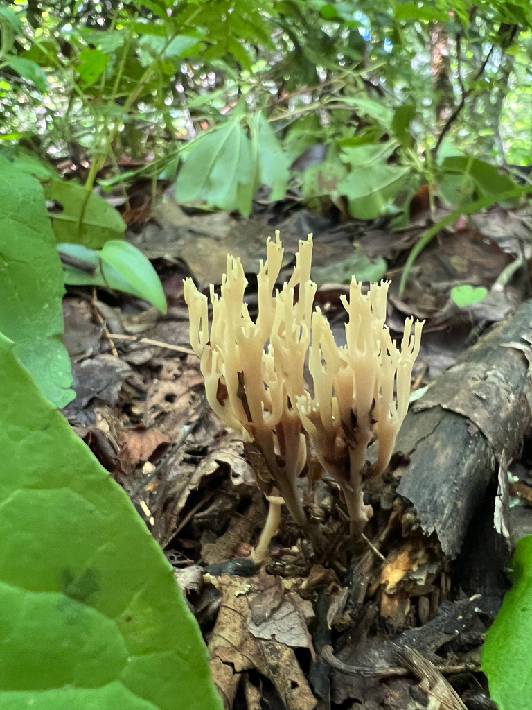 crown-tipped coral fungus · August 2026 · photo: Photo: (c) Deana Tempest Thomas, some rights reserved (CC BY) · iNaturalist