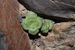 Crassula hemisphaerica