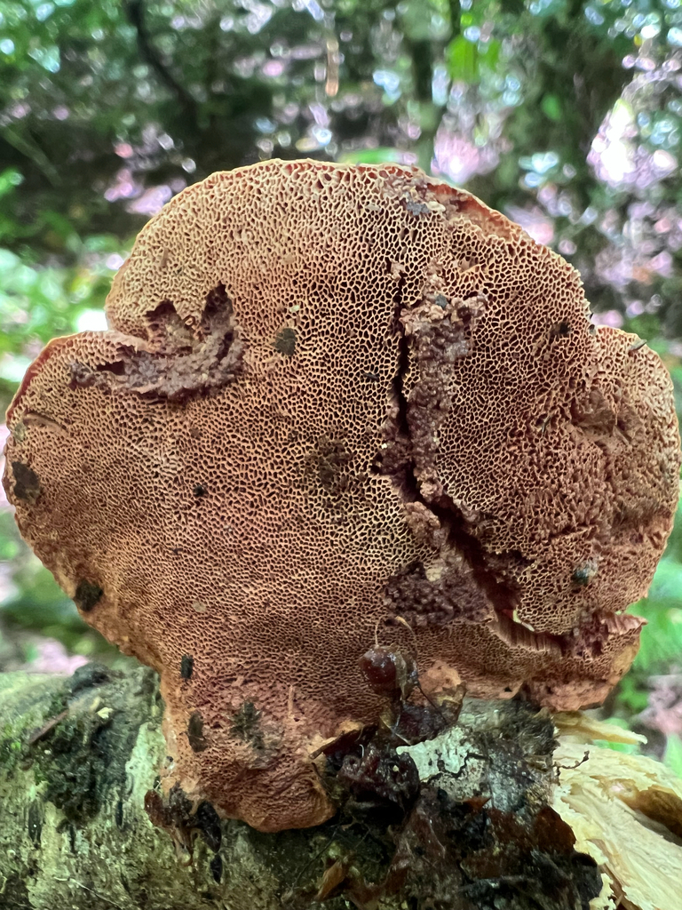 tender nesting polypore · August 2026 · photo: Photo: (c) Deana Tempest Thomas, some rights reserved (CC BY) · iNaturalist