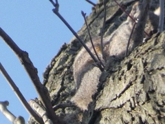 Sciurus carolinensis