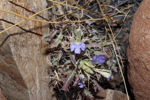 Image of Blepharis mitrata by (c) Brian du Preez, some rights reserved (CC BY-SA)