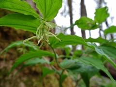 Prosartes lanuginosa