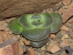 Crassula hemisphaerica