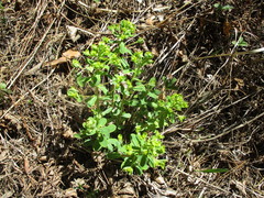 Euphorbia jenisseiensis