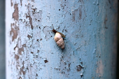 Brephulopsis