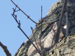 Sciurus carolinensis