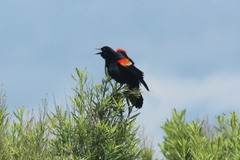 Agelaius phoeniceus