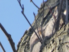 Sciurus carolinensis