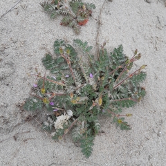 Erodium lebelii