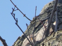 Sciurus carolinensis