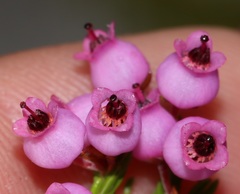 Erica lateralis